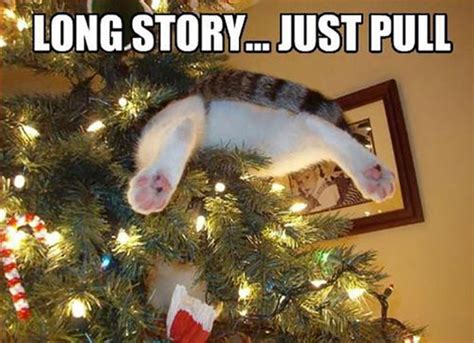 Funny Christmas Cats (30 pics)