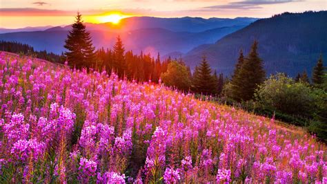 Sunsets Mountain Mow Lupine Pink Flowers Summer Landscape Wallpapers Hd ...