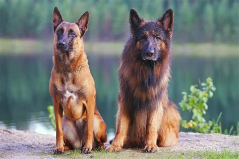 Large Breed Comparison: German Shepherd vs. Belgian Malinois – The ...