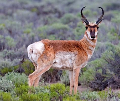 Pronghorn - Wikipedia