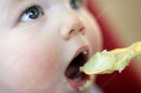 Spoon-feeding - Stock Image - F002/6081 - Science Photo Library