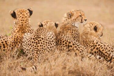 Cheetahs Are Dangerously Close to Extinction