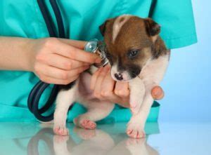 Upper Respiratory Infection | Apple Valley Veterinarians, LLC