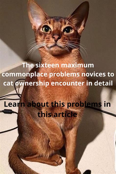 The sixteen maximum commonplace problems novices to cat ownership ...