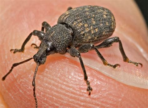 Black Vine Weevil photo - Peter Hollinger photos at pbase.com