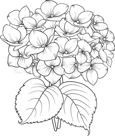 Pin by Miftahul Amili on Rysunki in 2020 | Flower line drawings, Flower sketches, Hydrangea painting