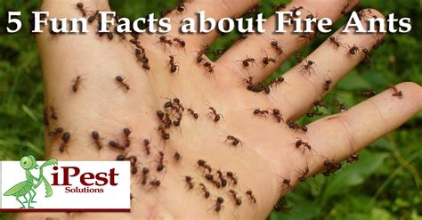 fire-ant-pest-control-blog-five-facts