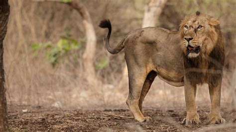 El viento y el león. Fauna africana fuera de África