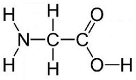 10 Important Roles of the Amino Acid L-Glycine -: HGH Anti Aging Blog