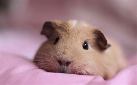 Guinea Pigs | Welcome To Your Pet Space!