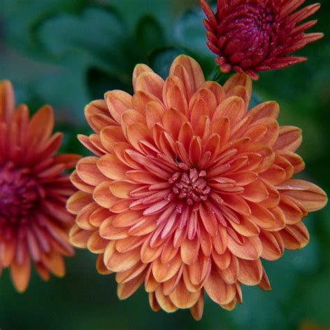 Orange Chrysanthemum | Chrysanthemum flower tattoo, November birth ...