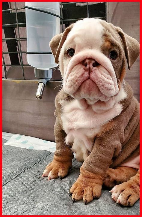 #bulldog #puppy #love #funny #smile #bestoftheday | English Bulldog Puppies Red | Funny Engli ...