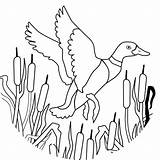 Printable Duck Coloring Pages  Coloring Home sketch template