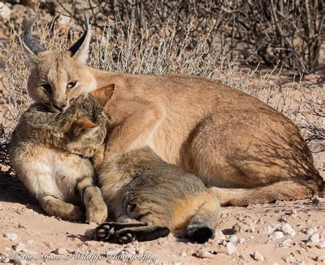 Caracal with African Wild Cat kill - Carnivora