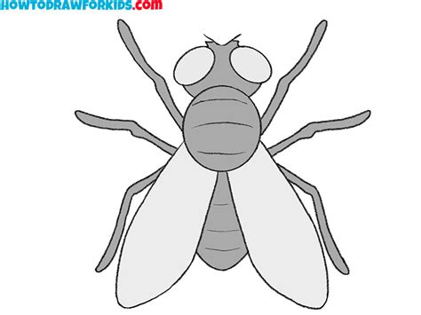 How to Draw a Fly - Easy Drawing Tutorial For Kids