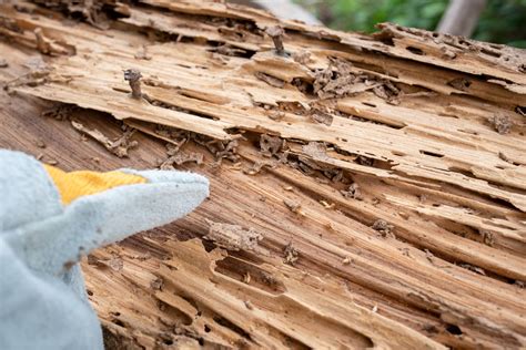 Termite Damage Dangers: Could Your House Collapse