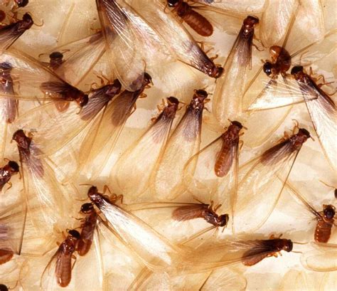 What Are Termite Swarmers?