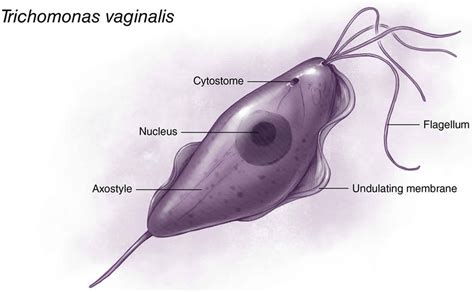 Trichomonas vaginalis - scheda parassitologica ed approfondimenti