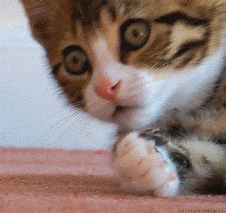 cats Archives - Reaction GIFs