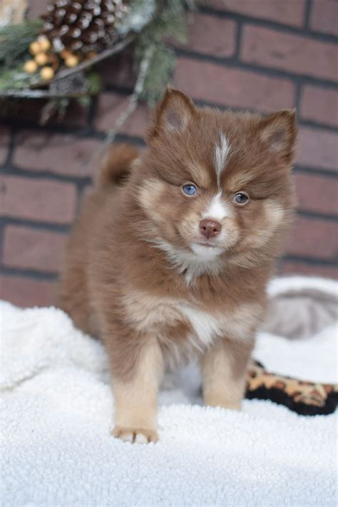 Teacup Pomsky Puppies For Sale Australia | ArtistItems