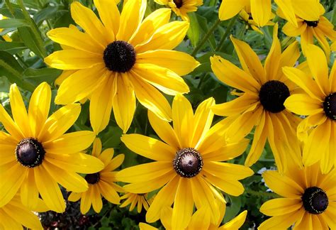 rudbeckia, flowers, sunny Wallpaper, HD Flowers 4K Wallpapers, Images and Background ...