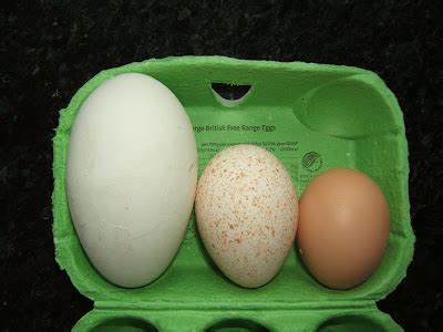 Bellecross Hens: Turkey eggs