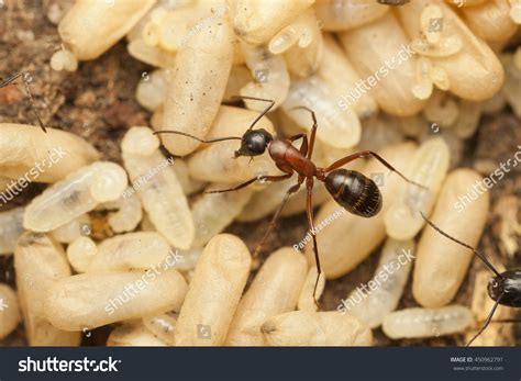 Carpenter Ant Nest Pupae Larvae Stock Photo 450962791 | Shutterstock