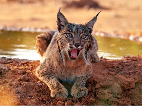 Behavior of the Iberian Lynx - My Animals