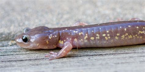 Arboreal Salamander | National Wildlife Federation