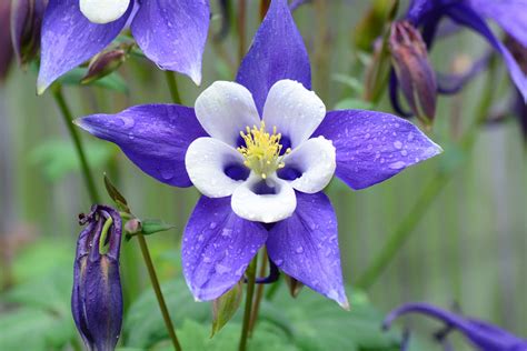 State Flower Coloring Book: Colorado State Flower: Rocky Mountain Columbine