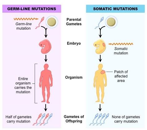 somatic和germline突变有什么区别，问什么在研究癌症的过程中要区分这两种突变？ - 知乎