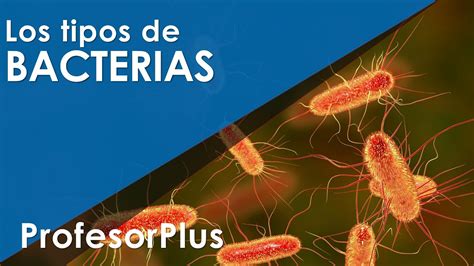 Tipos de bacterias - Bacterias anaerobias, Autótrofas fotosintéticas, Bacterias termófilas, etc ...