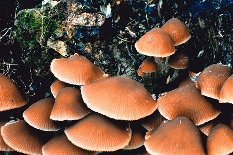 Mushroom-identification-guide-florida [VERIFIED]