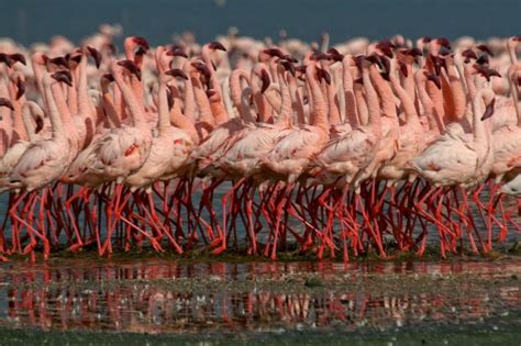 Birding in Lake Manyara National Park | Tanzania Safari Activities