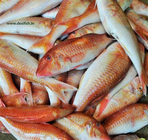 Sankara Fish | Red snapper, Fish, Sea fish