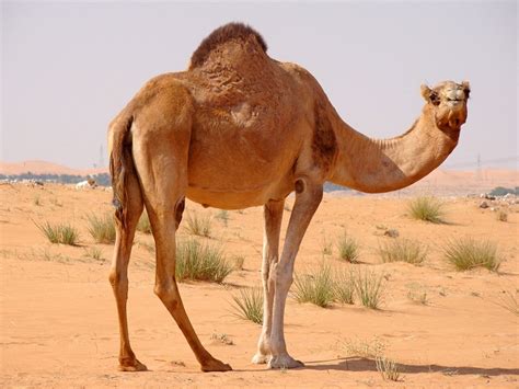 Arabian Camel (Dromedary) - Natural History on the Net