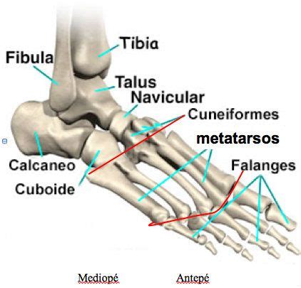 anatomia do pe - Pesquisa Google | Human anatomy and physiology ...