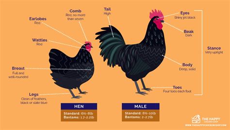 Australorp Chickens: Everything You Need To Know