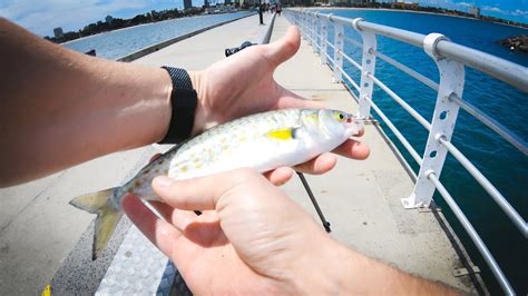 Fishing St Kilda pier Melbourne - YouTube