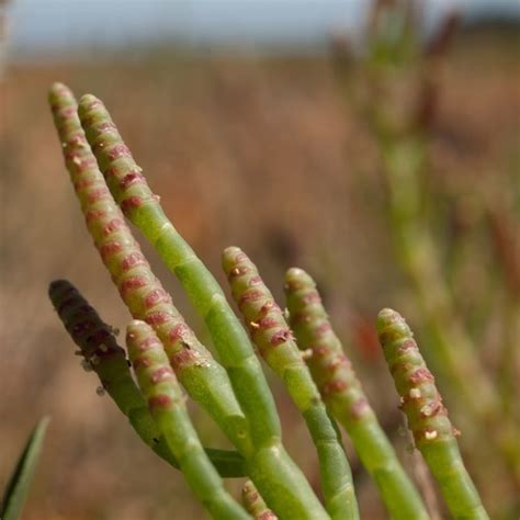 Virginia glasswort (Wetland Plants - Golden Gate National Recreation ...