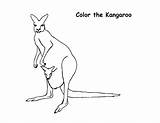 Free Printable Kangaroo Coloring Pages For Kids sketch template