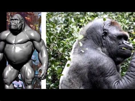 Biggest Bald Gorilla In The World - YouTube | Gorilla, Balding, World