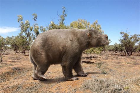 Giant Wombat Photograph by Roman Uchytel/science Photo Library - Fine ...