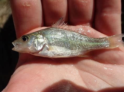 Potential competition between black crappie and invasive white perch in freshwater reservoirs ...