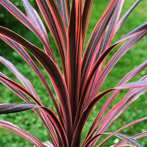 Cordyline Southern Splendour | Grass Shrub for Sale | Free UK Delivery