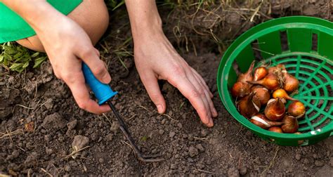 6 Must-Read Tips for Planting Bulbs in the Fall - Farmers' Almanac ...