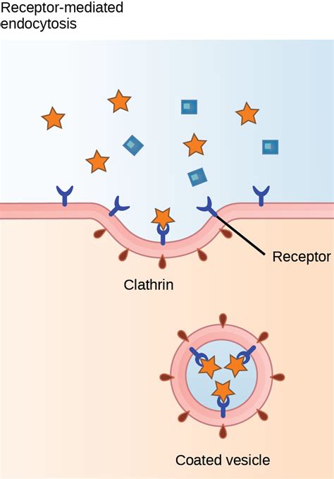 Endocytosis Animation