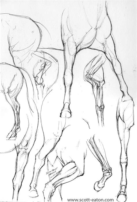 Centaur Sketches Gallery » Scott Eaton Studios | Centaur, Anatomy drawing, Sketches