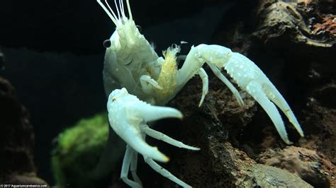 White Crayfish: Care, Size, Feeding, Tankmates & Molting - Video