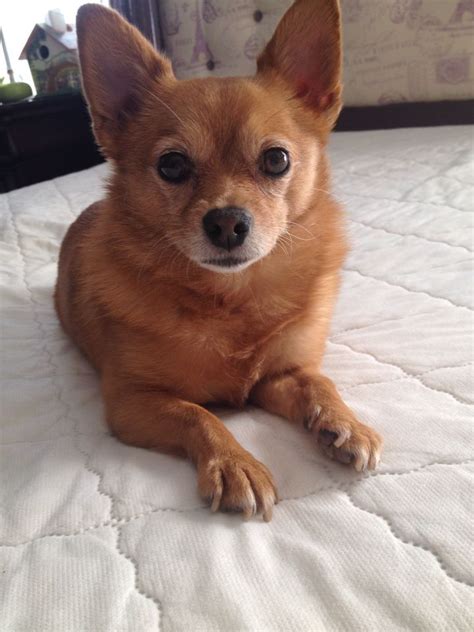 Chihuahua Pomeranian mix! | Pomeranian chihuahua mix, Pomeranian mix, Chihuahua